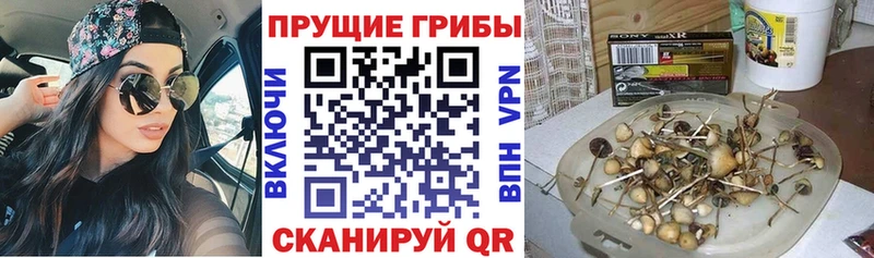 Галлюциногенные грибы прущие грибы  Ельня 